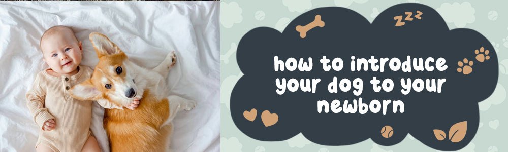 How to Introduce Your Dog to Your Newborn - riffraffpets