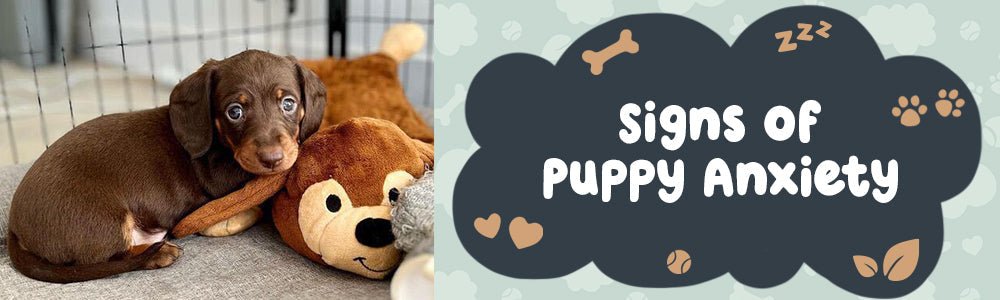 Signs of Puppy Anxiety - riffraffpets