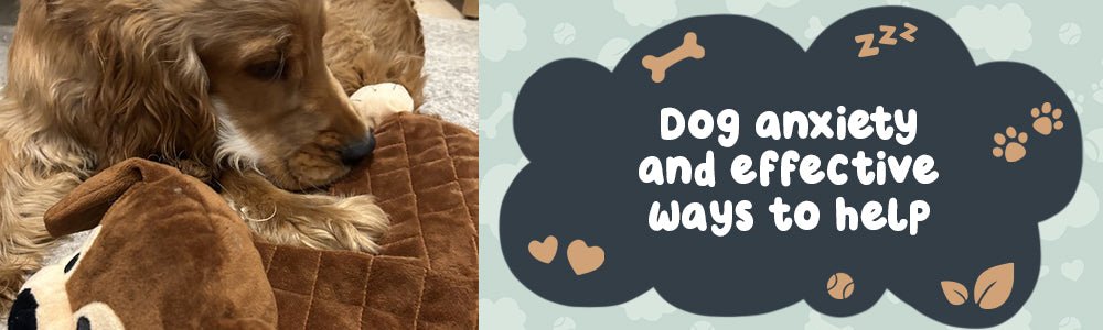 Understanding the Causes of Dog Anxiety and Effective Ways to Help - riffraffpets