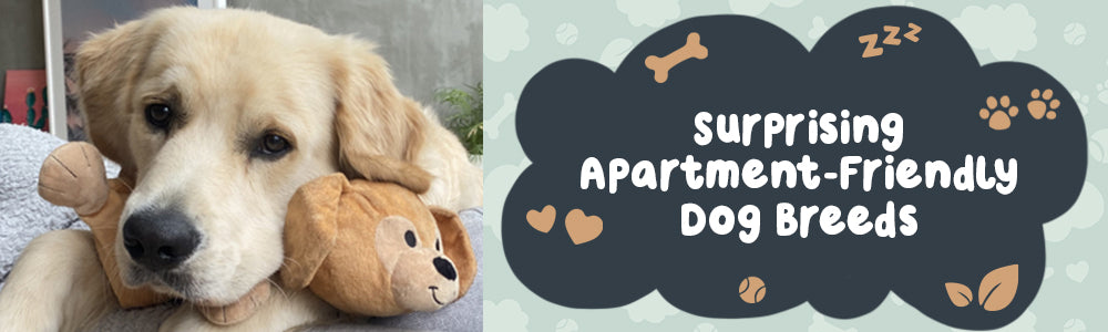 Surprising Apartment-Friendly Dog Breeds!