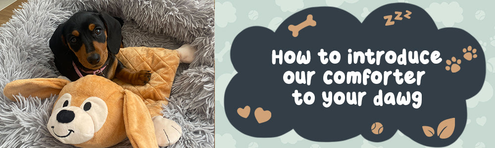 Guide to Introducing Our Puppy Comforter