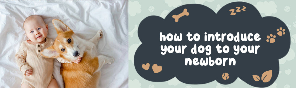 How to Introduce Your Dog to Your Newborn