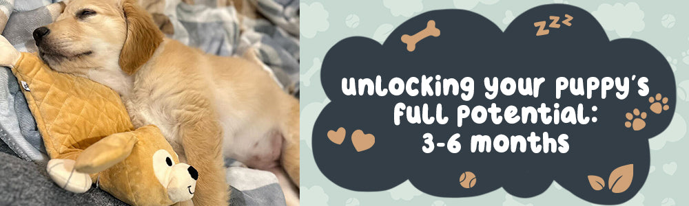 Unlocking Your Puppy's Full Potential: Discover the Key Stages of Development from 3 to 6 Months