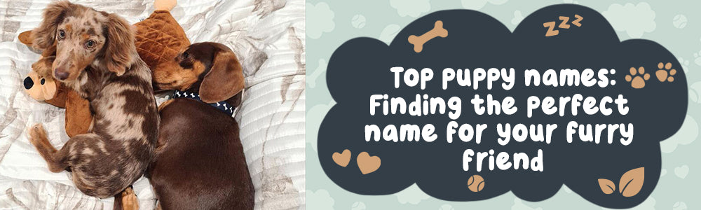 The Top Puppy Names: Finding the Perfect Name for your BFF