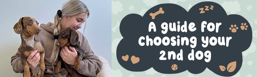 Best Buds: Dog Breeds That Get On Like a House On Fire - riffraffpets