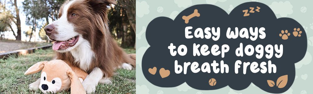 Dog Breath… How to Make It Easier on the Nose (and Healthier for Your Pup’s Gums) - riffraffpets