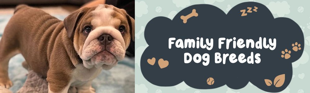 Family Friendly Dog Breeds - riffraffpets