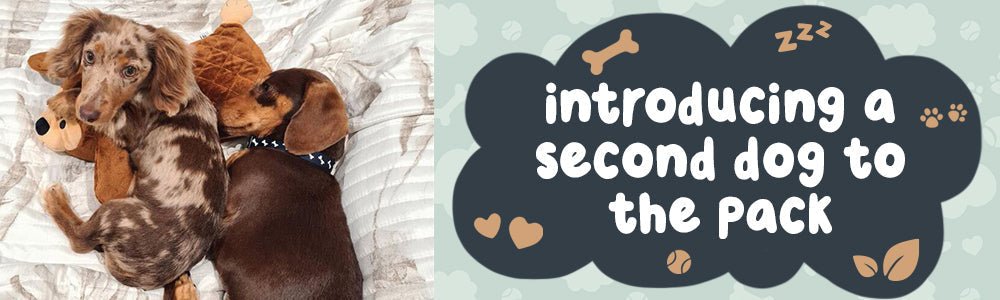 Introducing A Second Dog To The Pack - riffraffpets