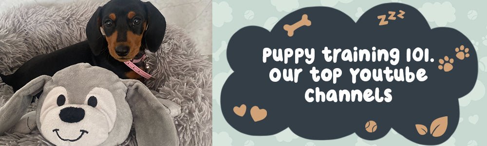Puppy Training 101: Best YouTube Channels to Cover the Basics - riffraffpets
