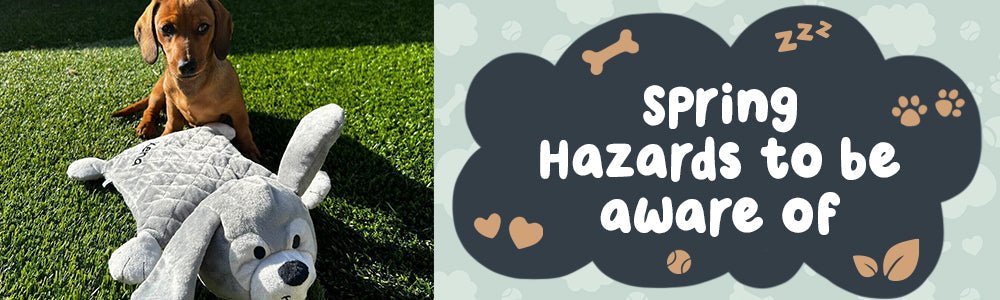 Spring Hazards To Be Aware Of - riffraffpets