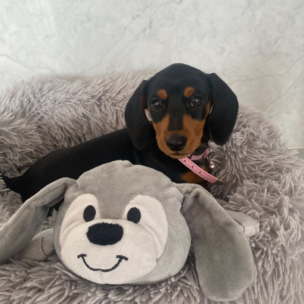 
                      
                        Puppy Comforter - Scout The Dog - riffraffpets
                      
                    
